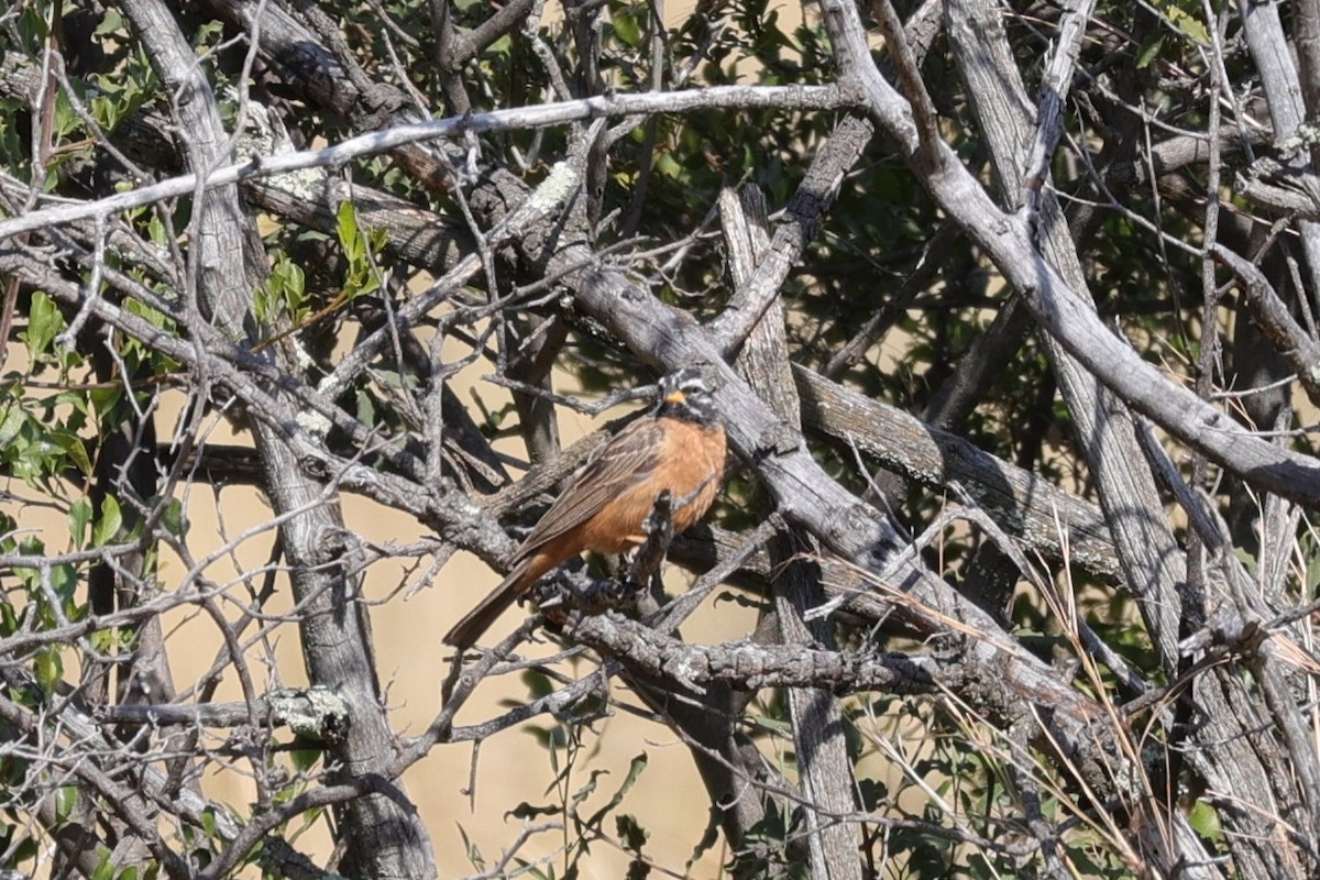 Cinnamon-breasted Bunting - ML645103670