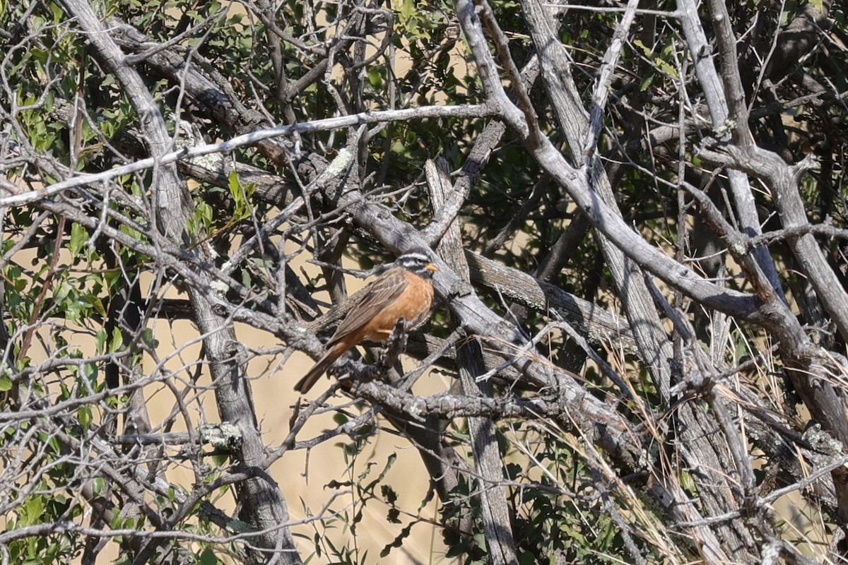 Cinnamon-breasted Bunting - ML645103671