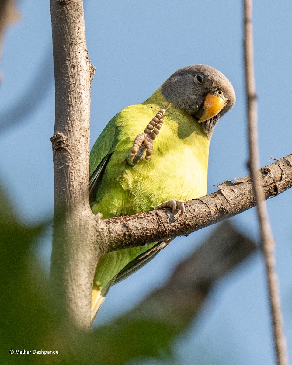Plum-headed Parakeet - ML645103672
