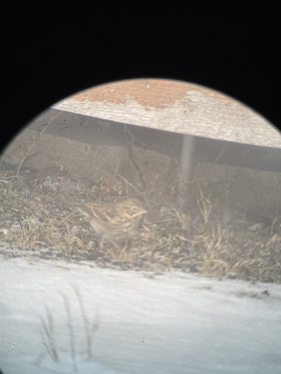Vesper Sparrow - ML645103674
