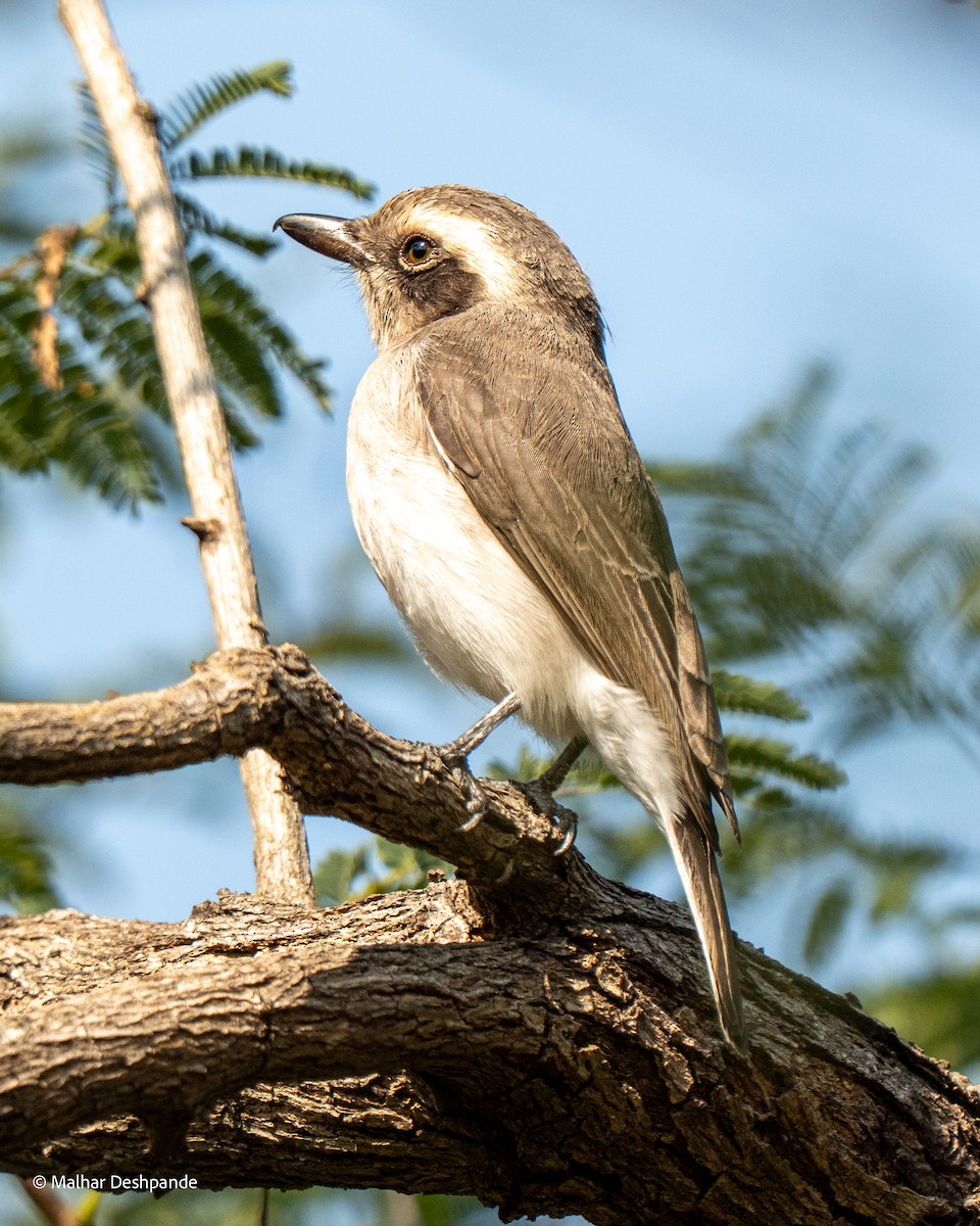 Common Woodshrike - ML645103680