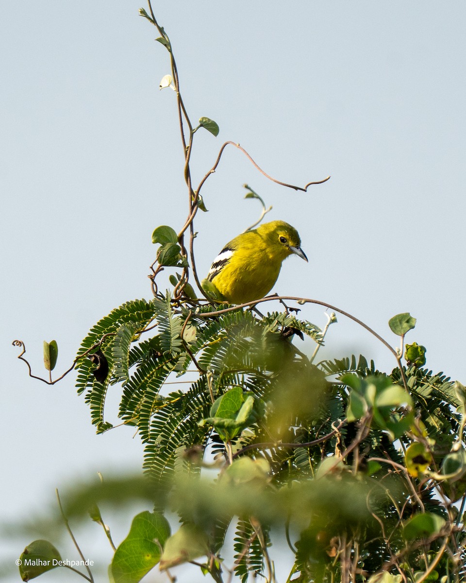 Common Iora - ML645103687