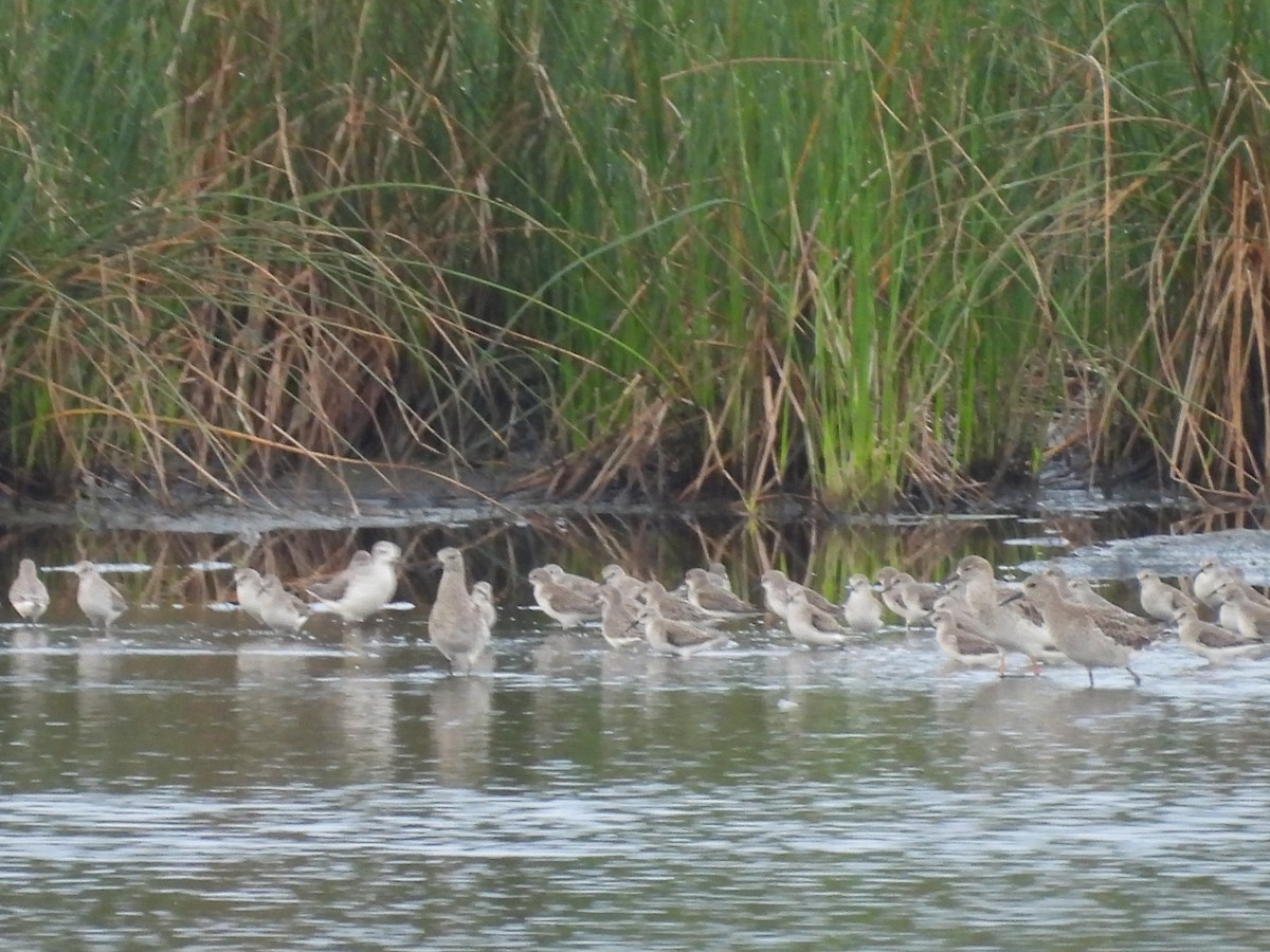 Little Stint - ML645103690