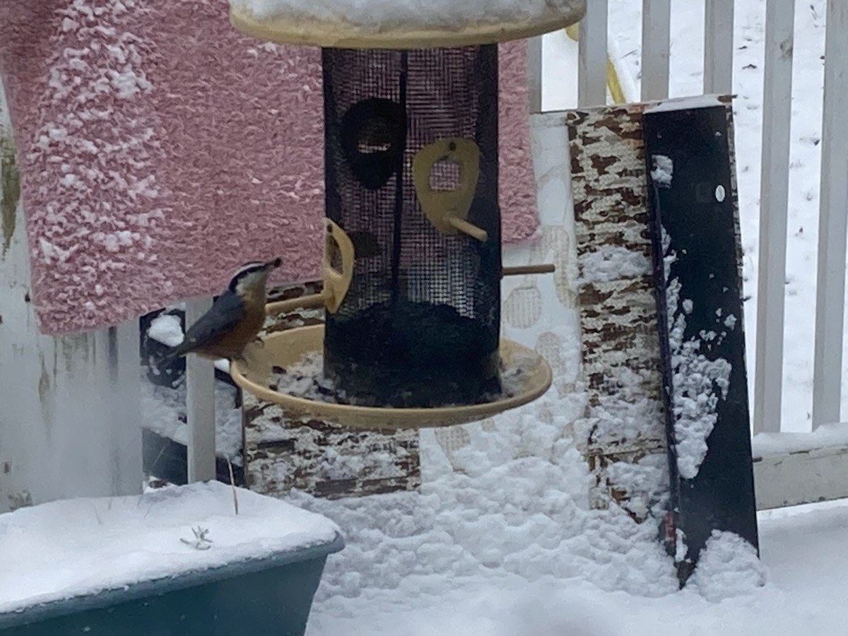 Red-breasted Nuthatch - ML645103692