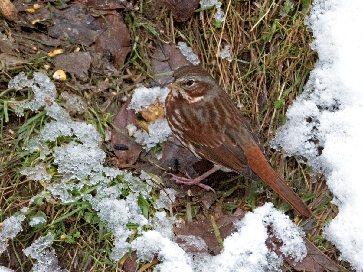 strnadec kaštanový - ML645103703