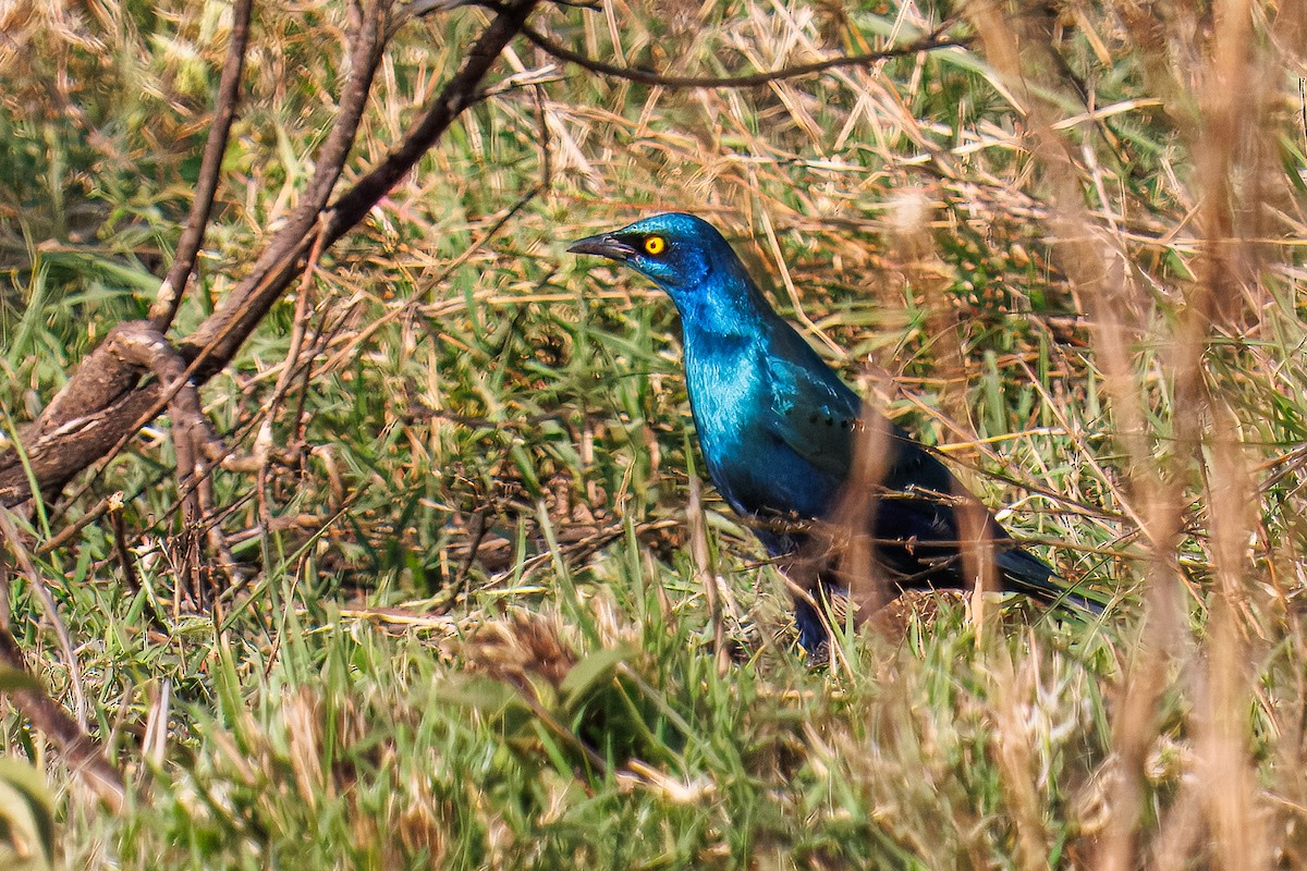 blåøreglansstær - ML645103718