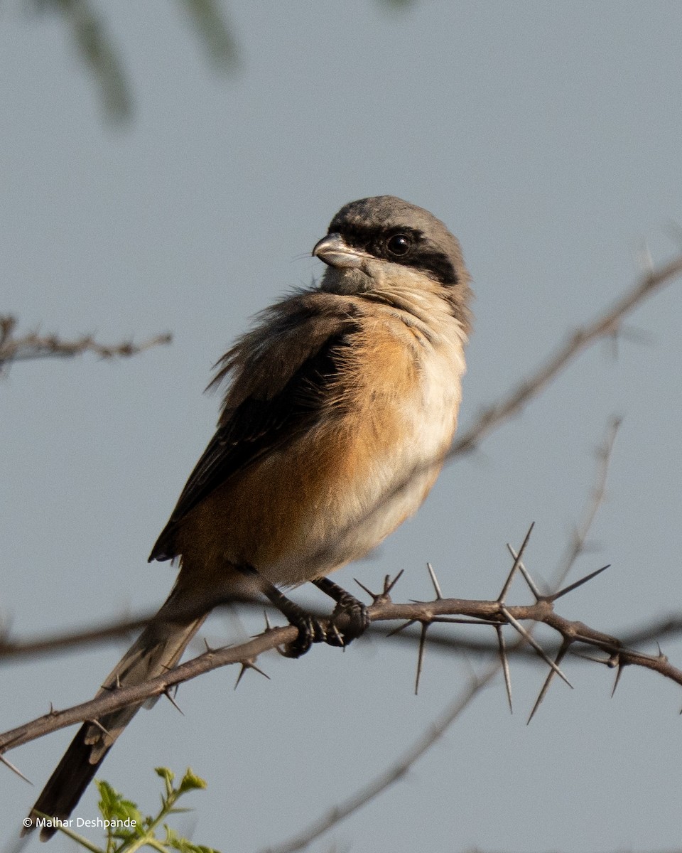 Long-tailed Shrike - ML645103722