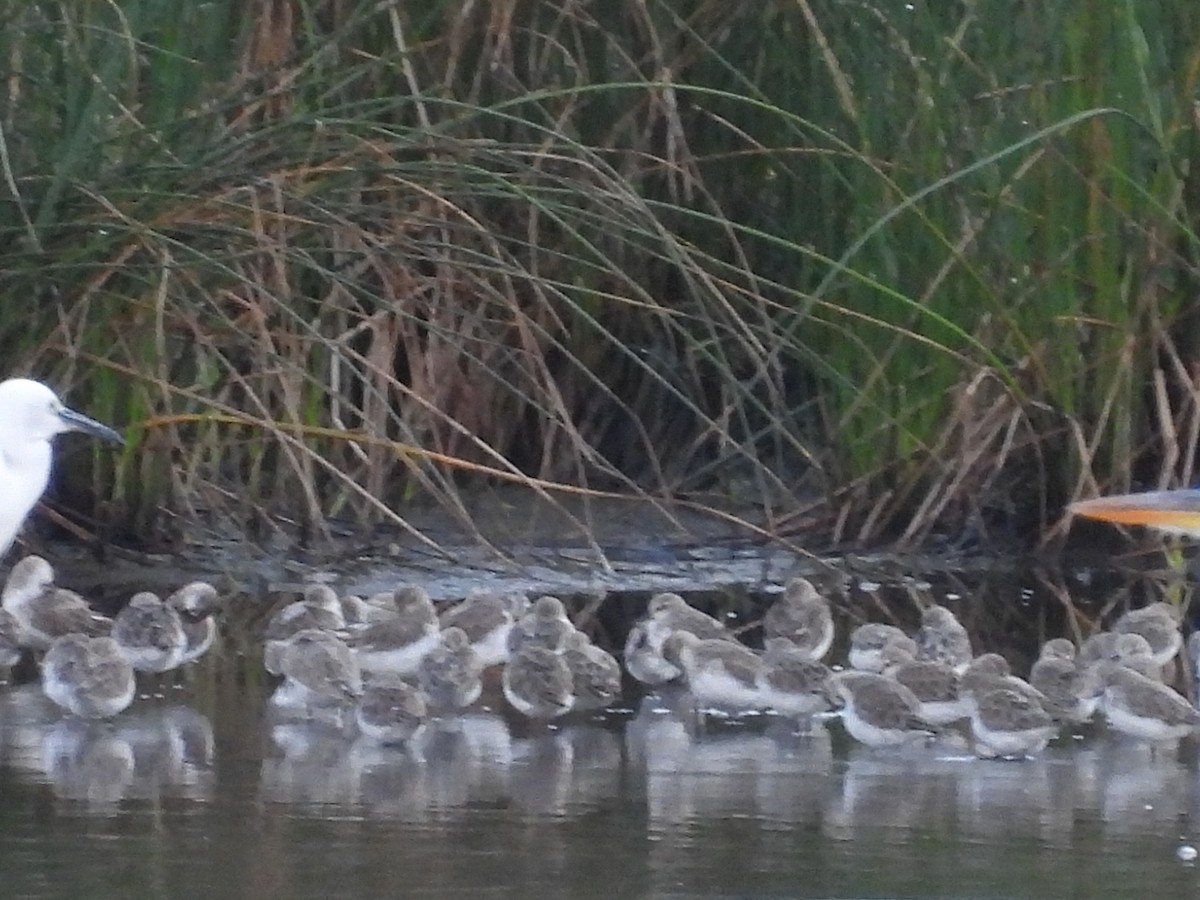 Little Stint - ML645103726