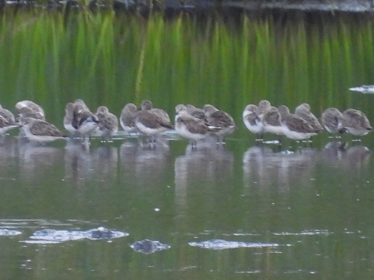 Little Stint - ML645103728