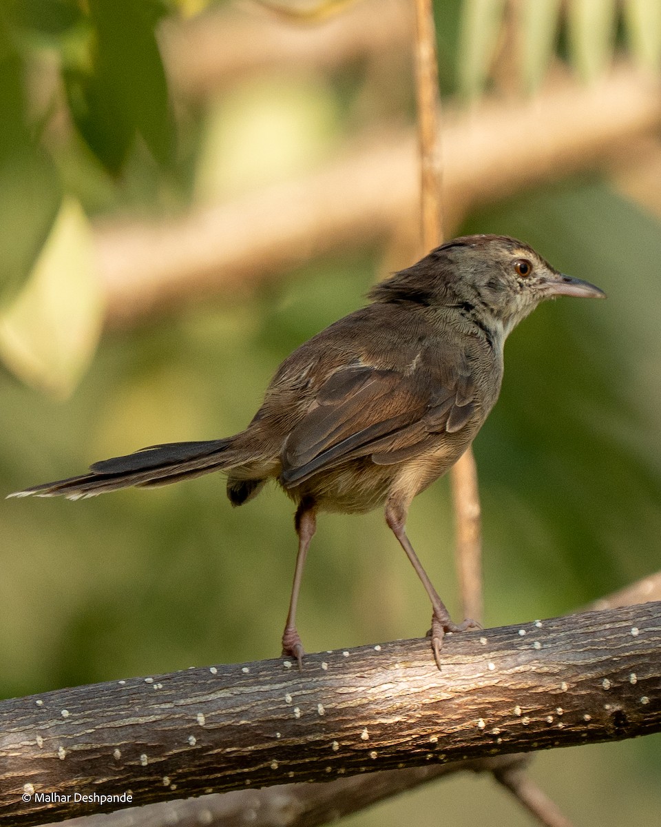 Jungle Prinia - ML645103729