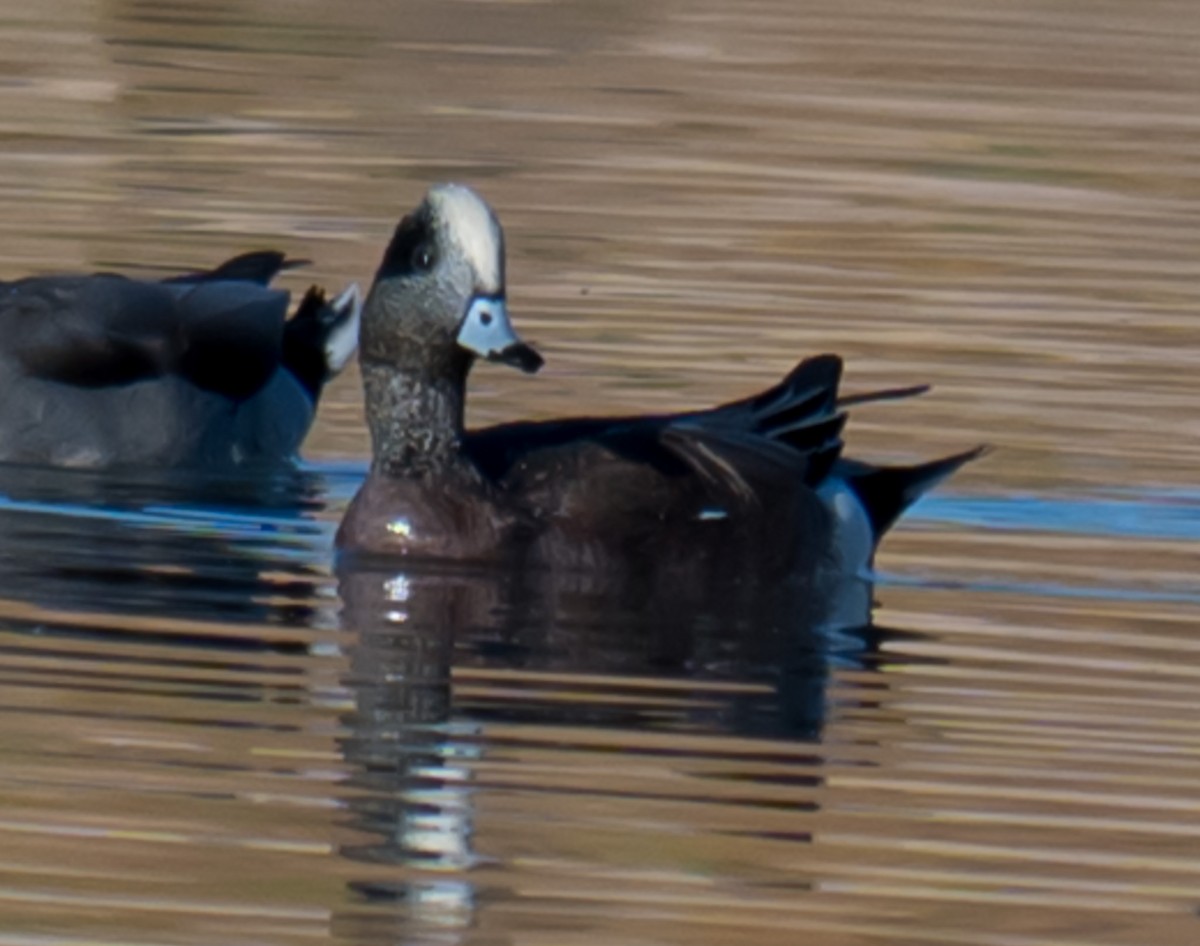 葡萄胸鴨 - ML645103735