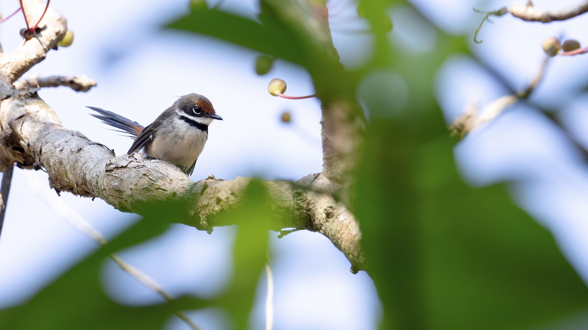 Supertramp Fantail - ML645103739