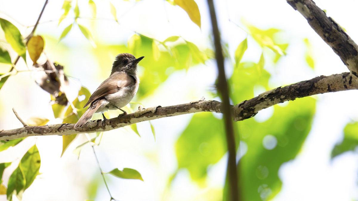Sumba Jungle Flycatcher - ML645103748