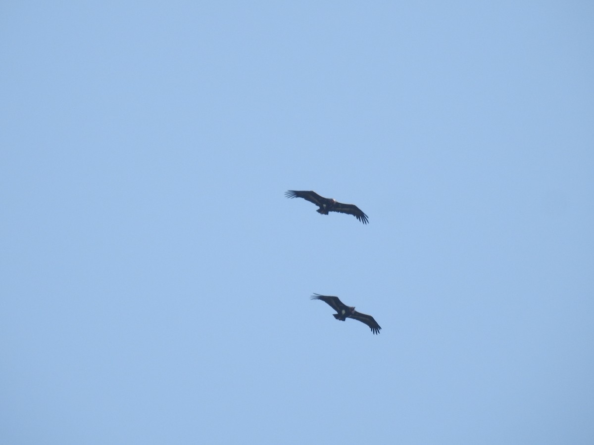 Red-headed Vulture - ML645103752