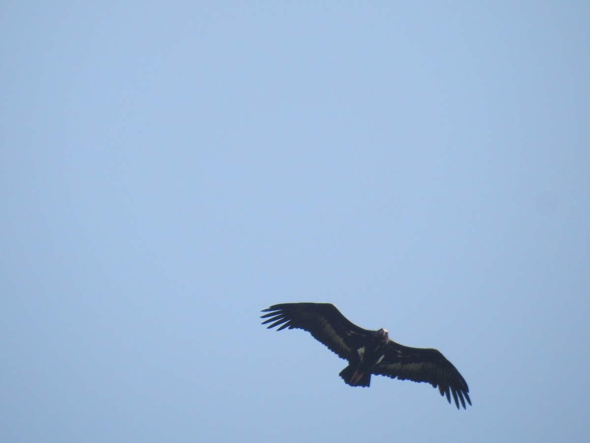 Red-headed Vulture - ML645103753