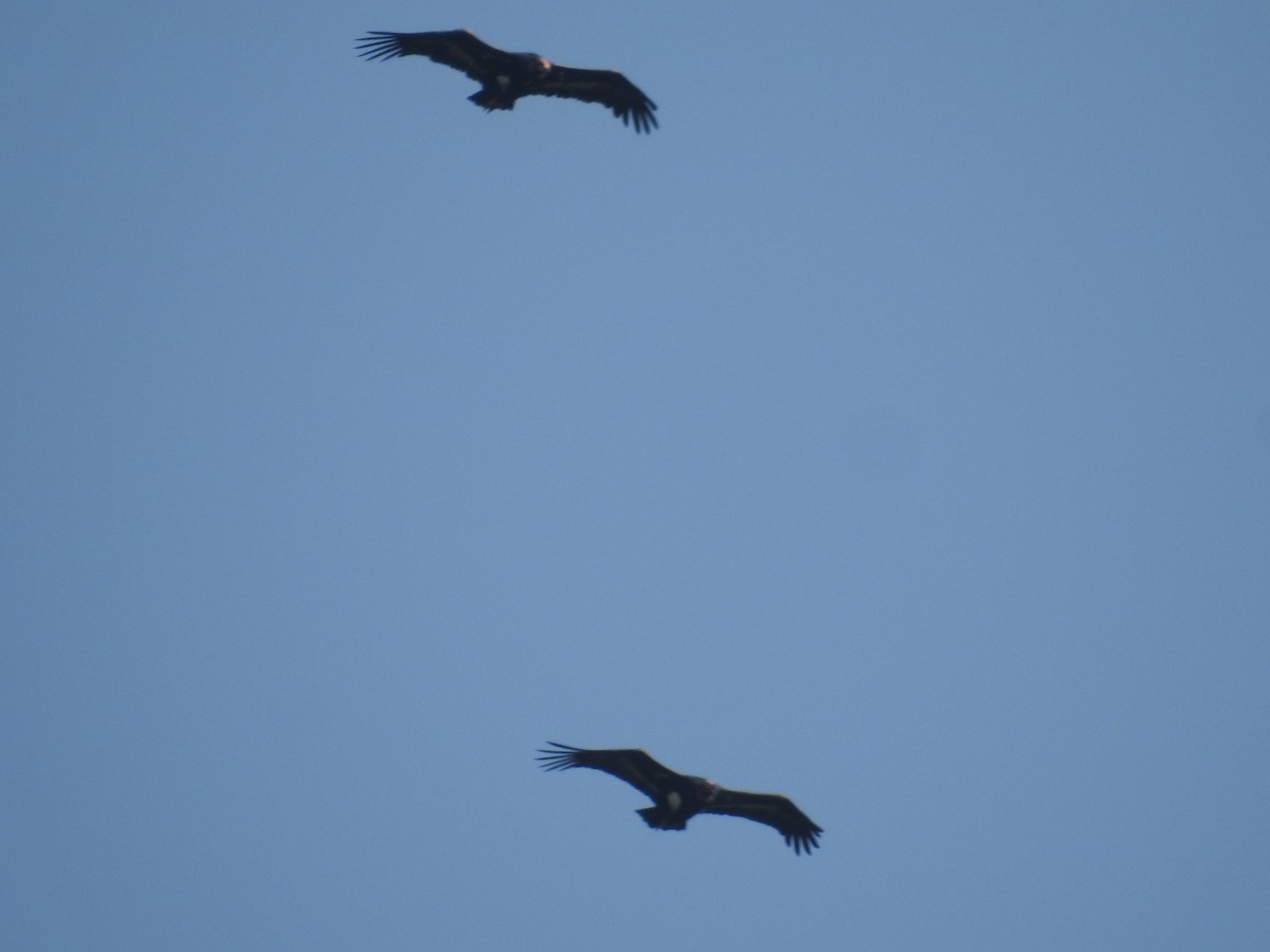 Red-headed Vulture - ML645103754