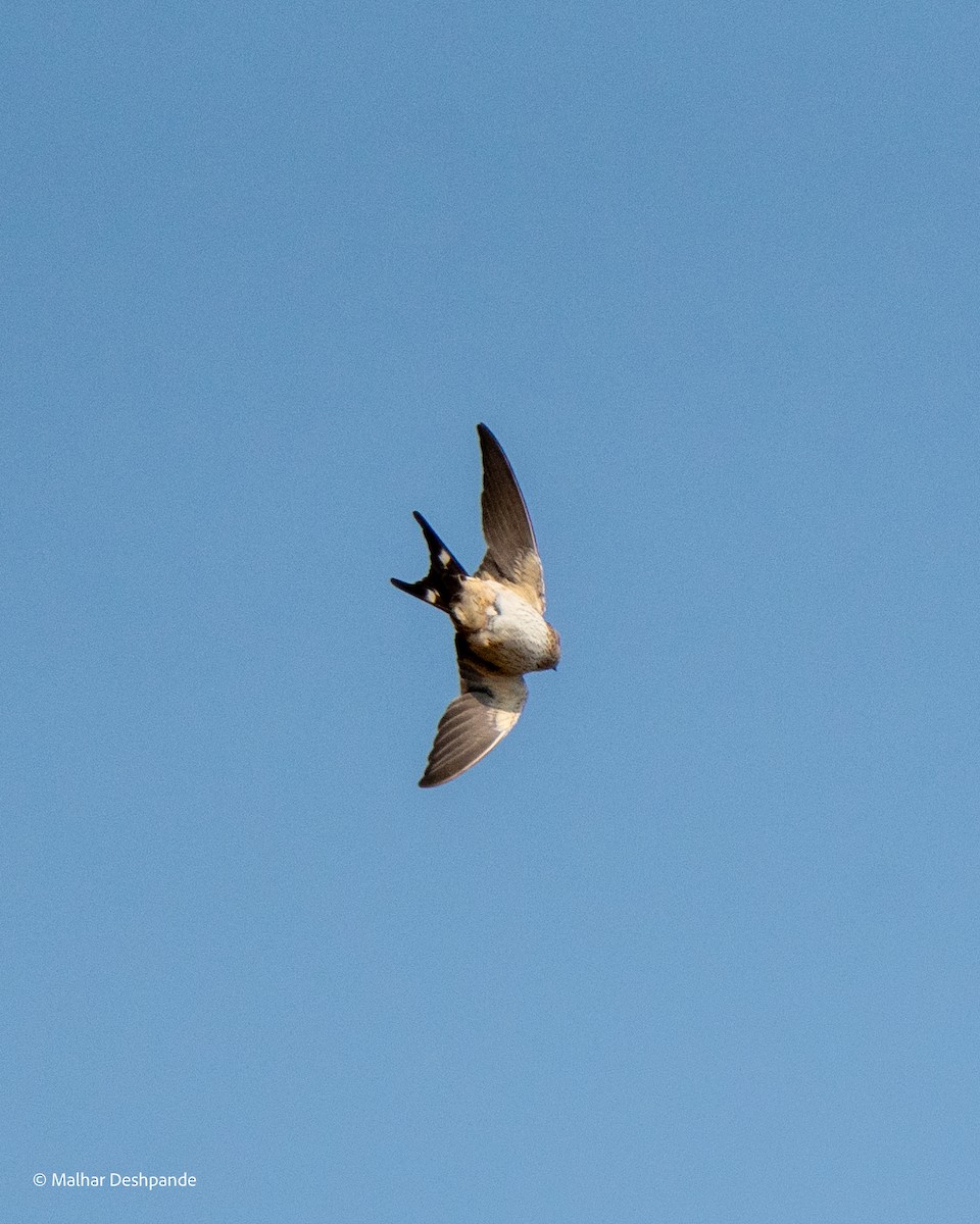 Eastern Red-rumped Swallow - ML645103757