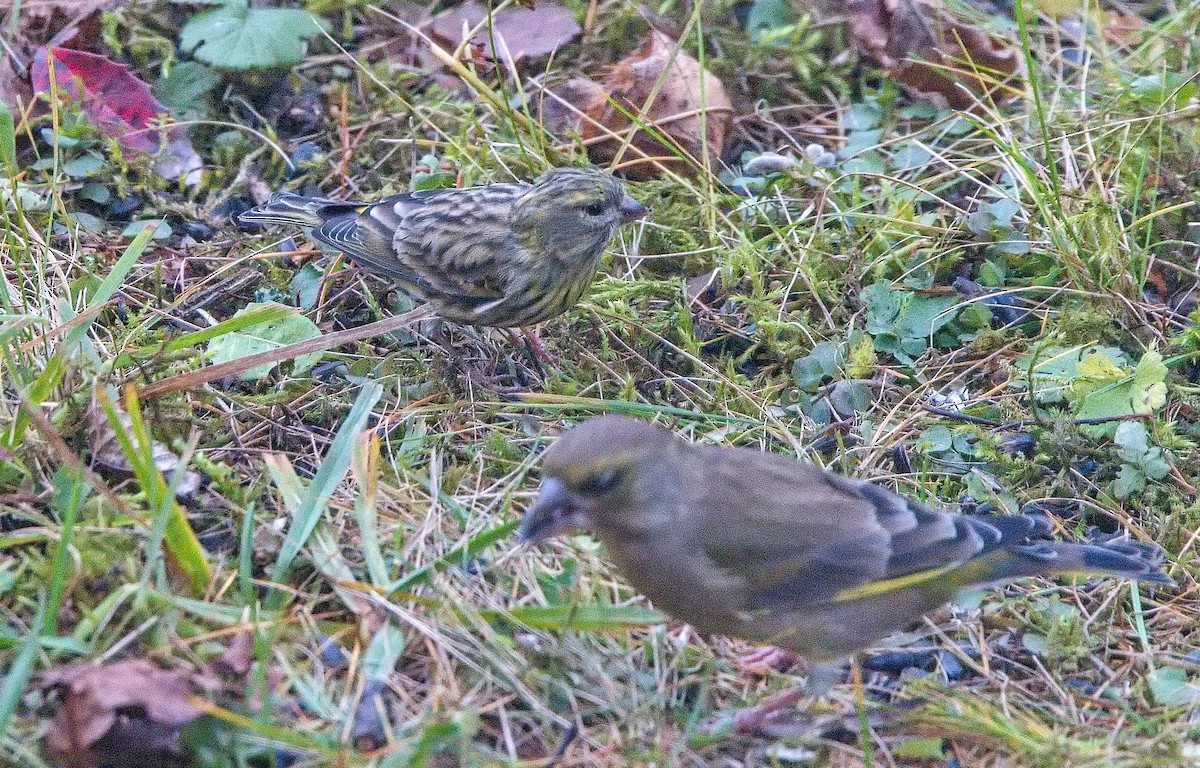 Txirriskila arrunta - ML645103759