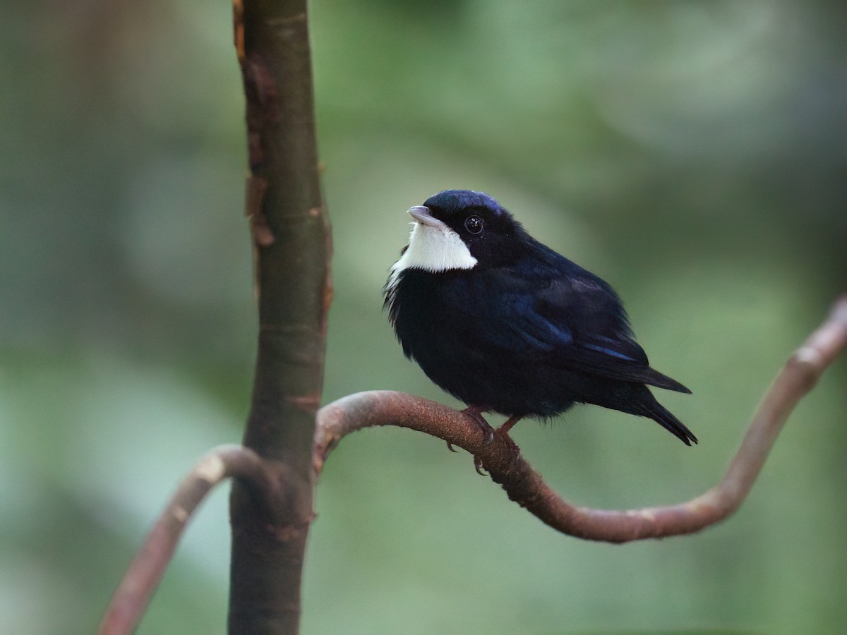 Манакін-бородань бразильський - ML645103761