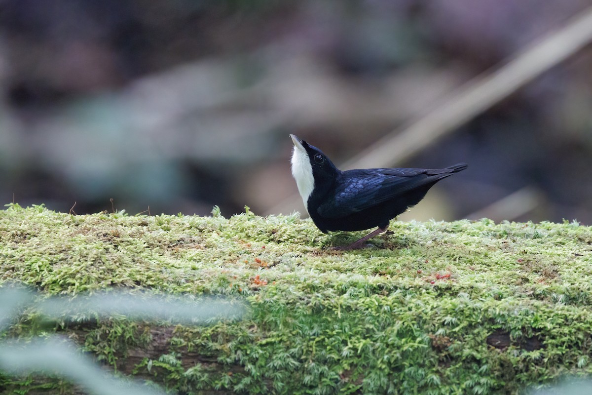 Манакін-бородань бразильський - ML645103771