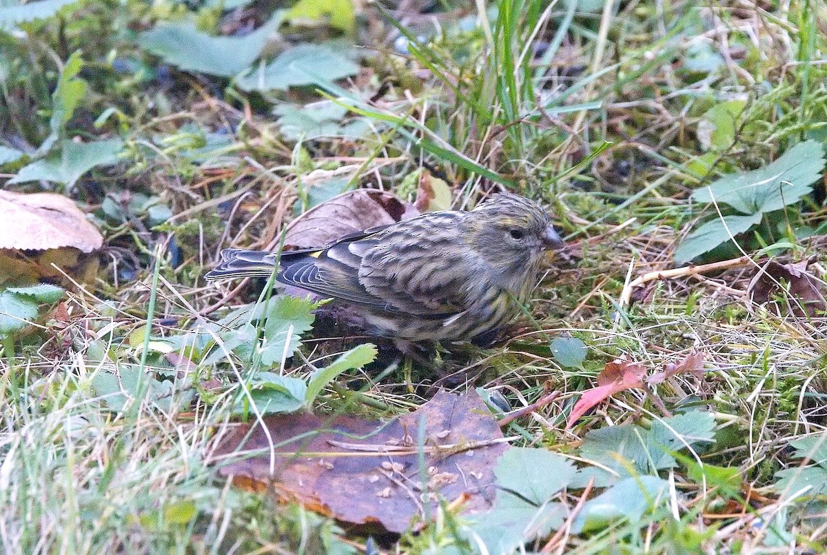 Txirriskila arrunta - ML645103773