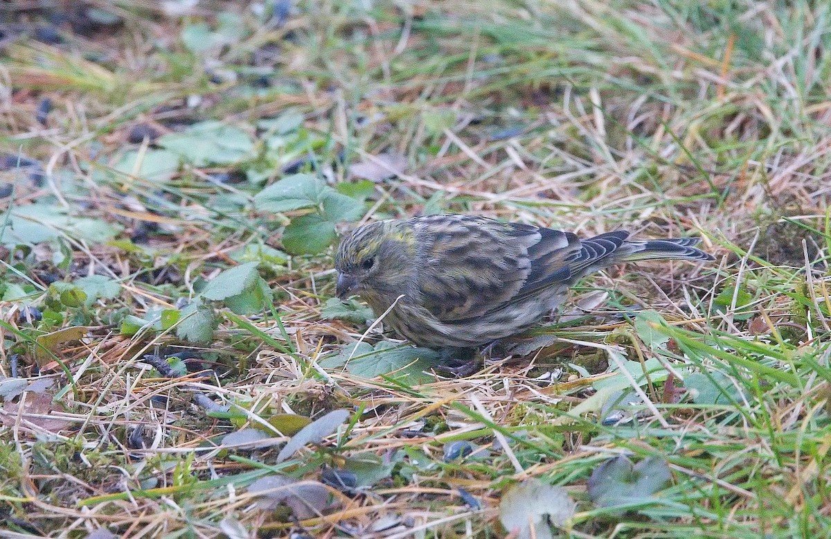 Txirriskila arrunta - ML645103778