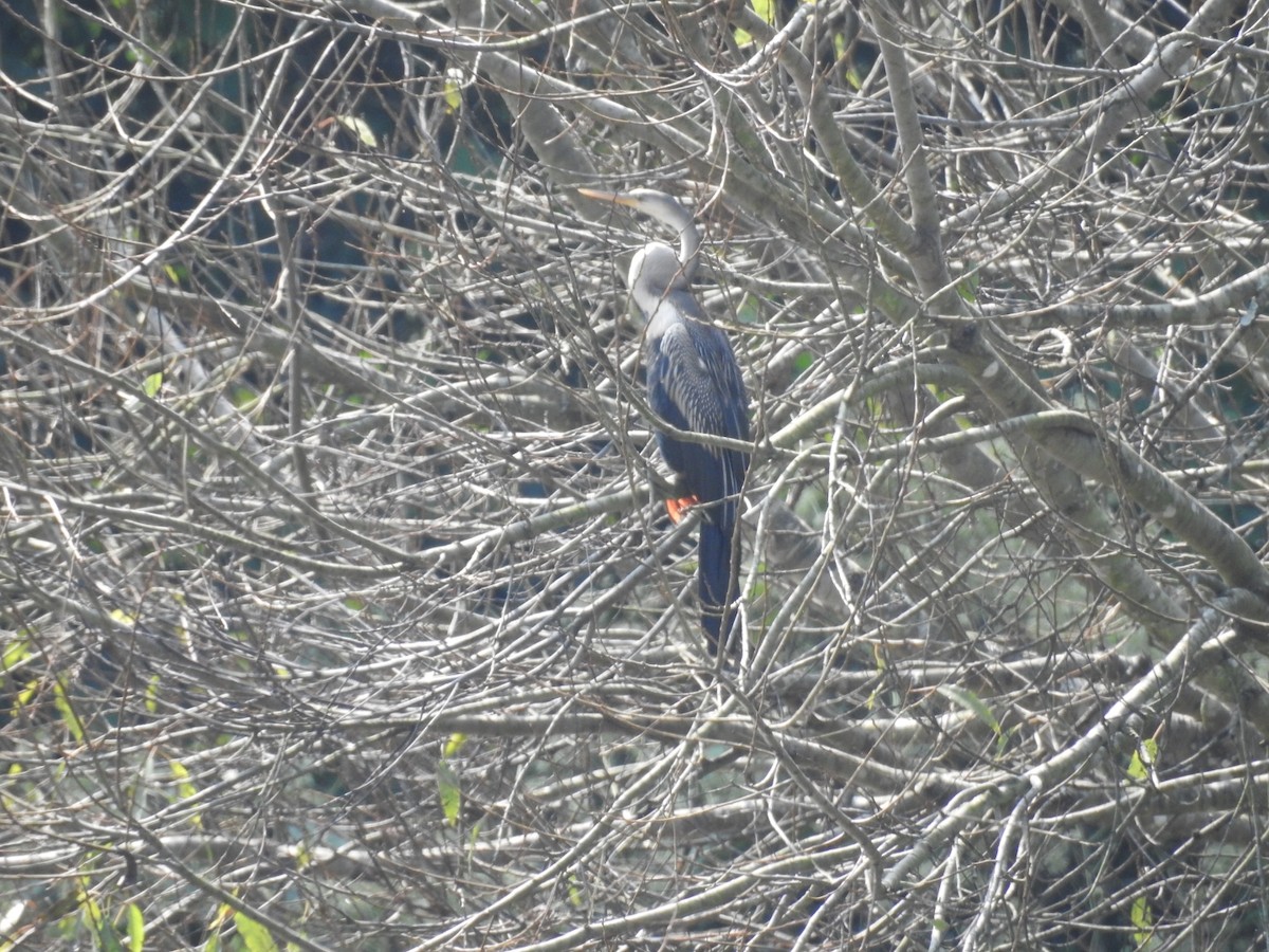 Anhinga roux - ML645103780