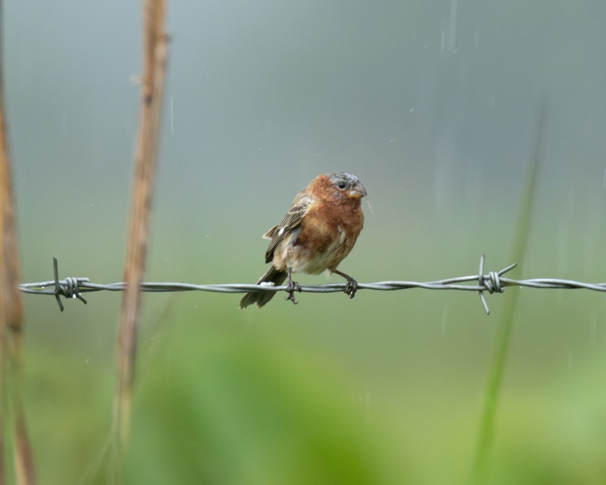 Chestnut Seedeater - ML645103787
