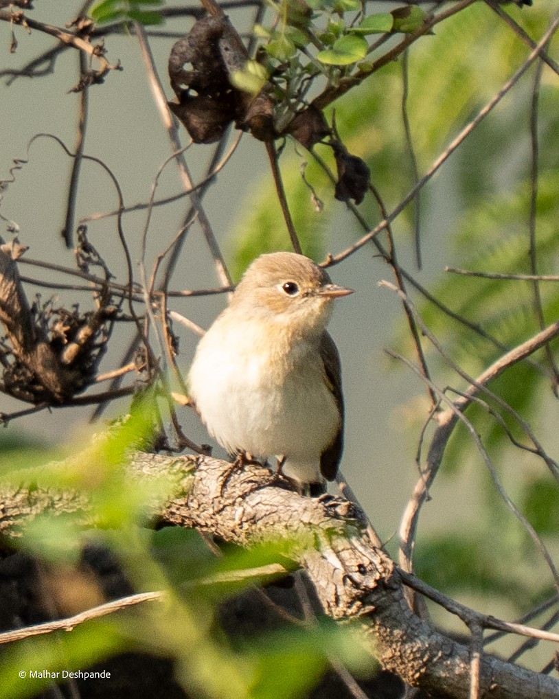 Red-breasted Flycatcher - ML645103789