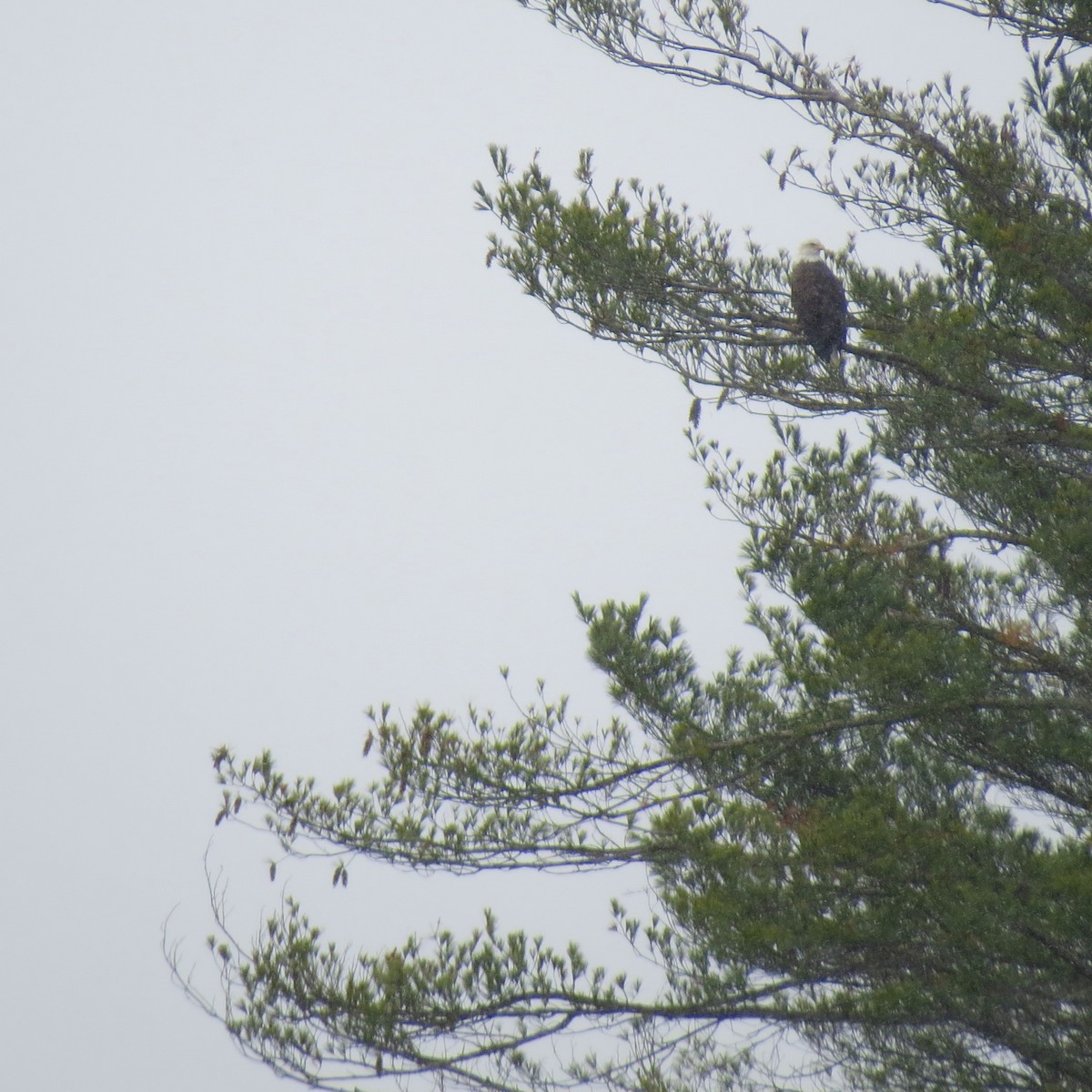 Орлан білоголовий - ML645103790