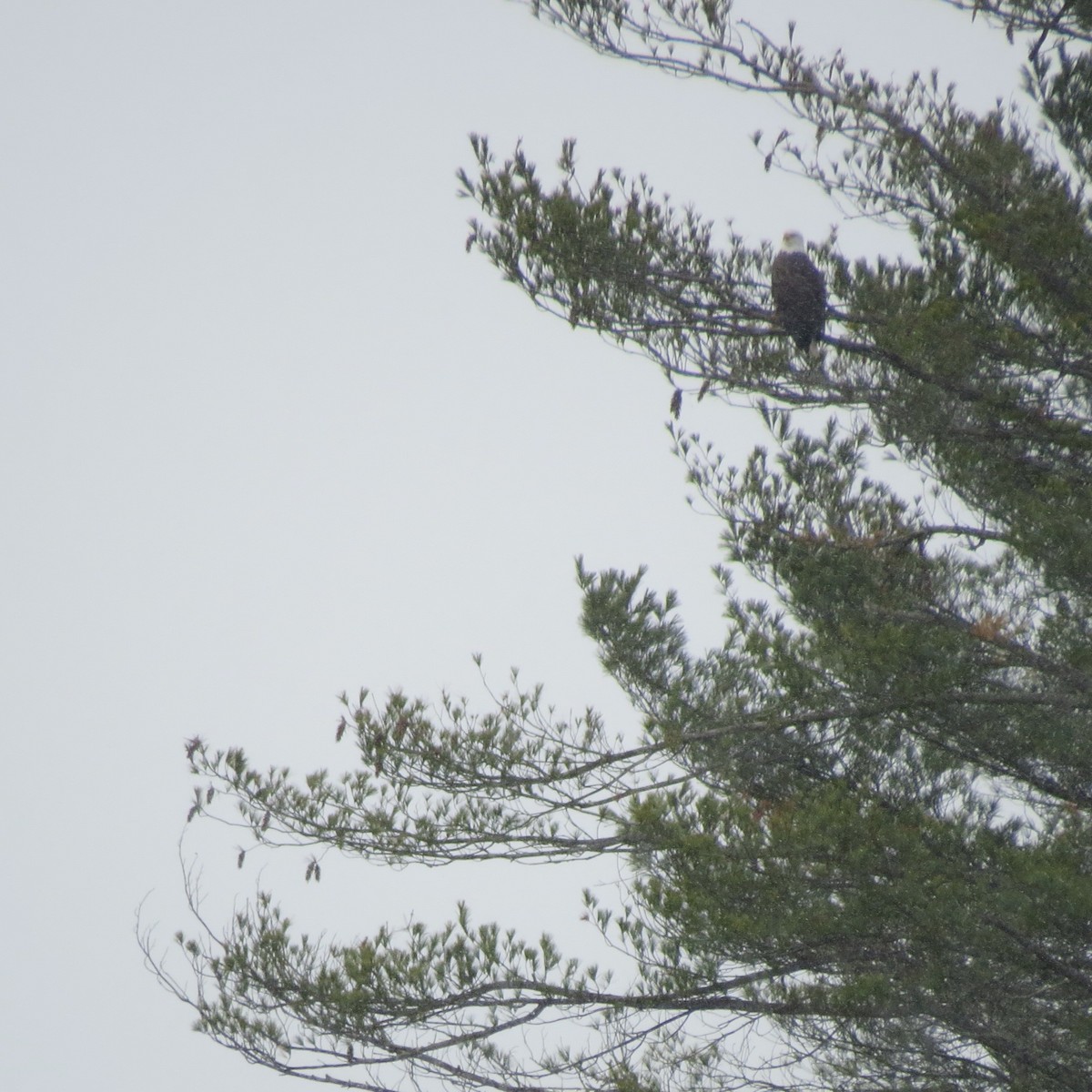 Орлан білоголовий - ML645103791