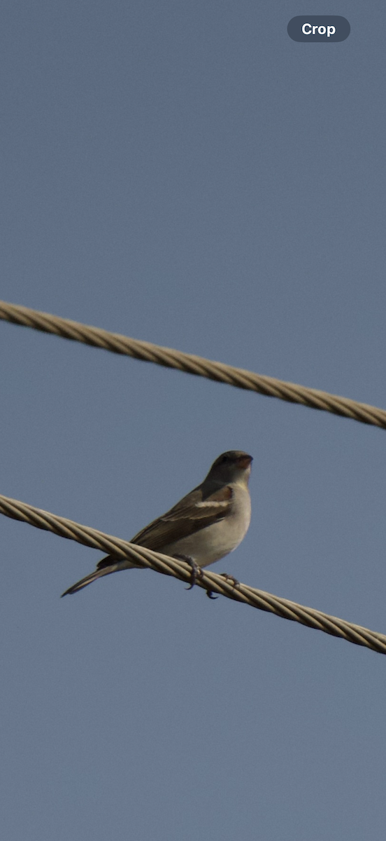 Yellow-throated Sparrow - ML645103795