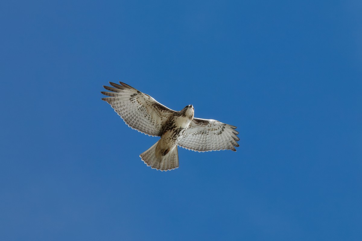 Poiana codarossa - ML645103797