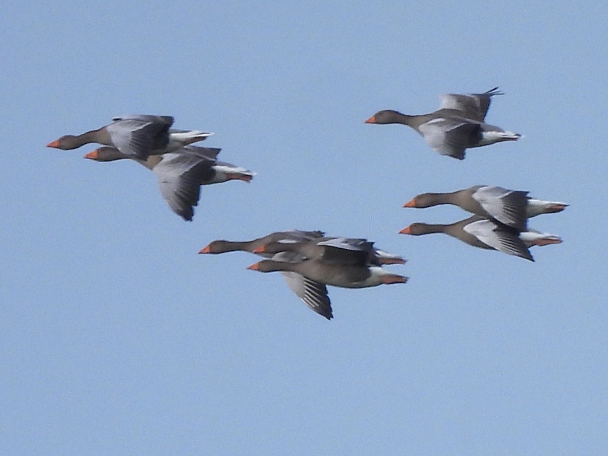 Серый гусь (Европейский) - ML645103798