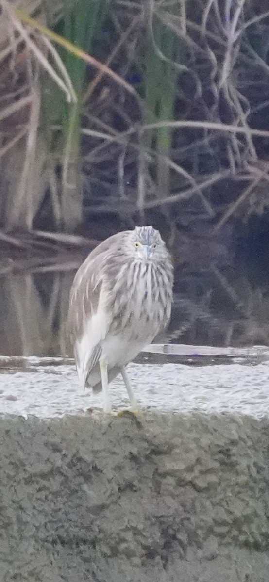 Indian Pond-Heron - ML645103799
