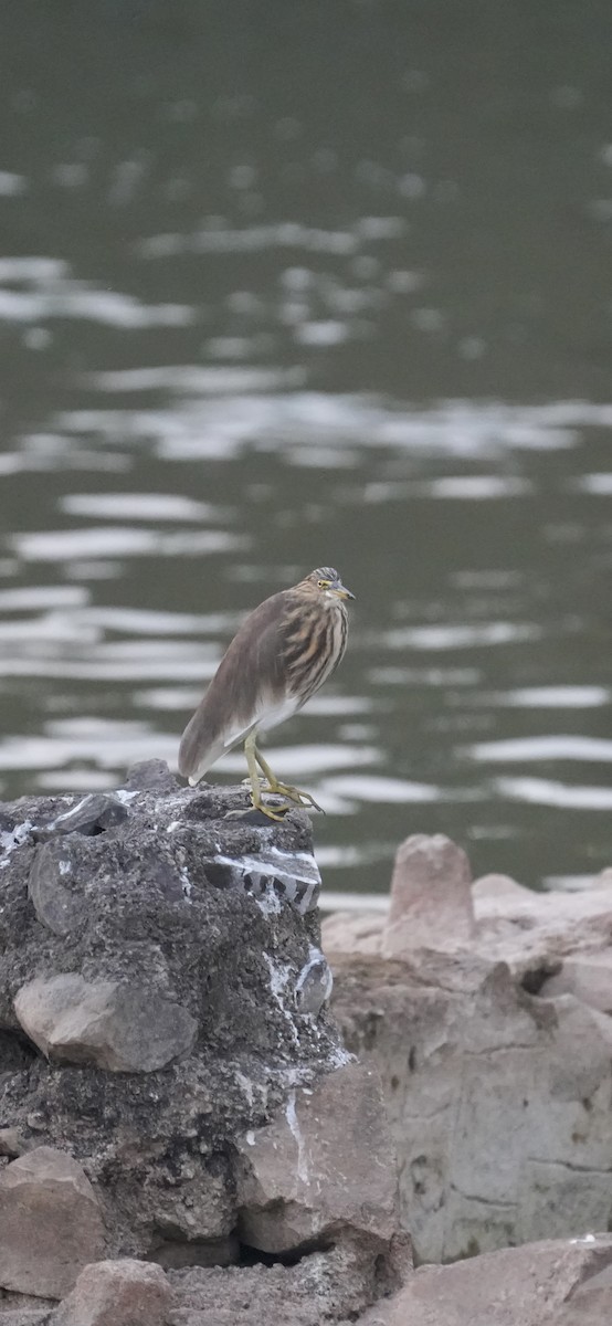 Indian Pond-Heron - ML645103800