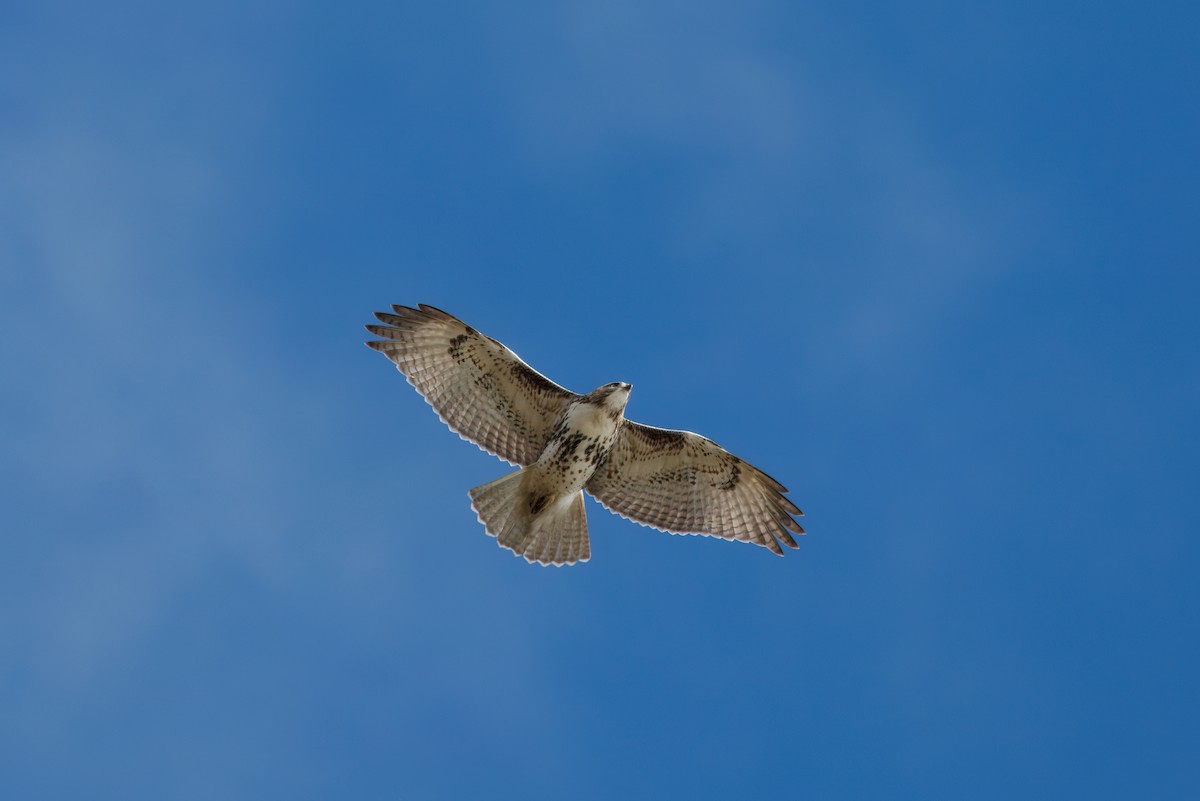 Poiana codarossa - ML645103801