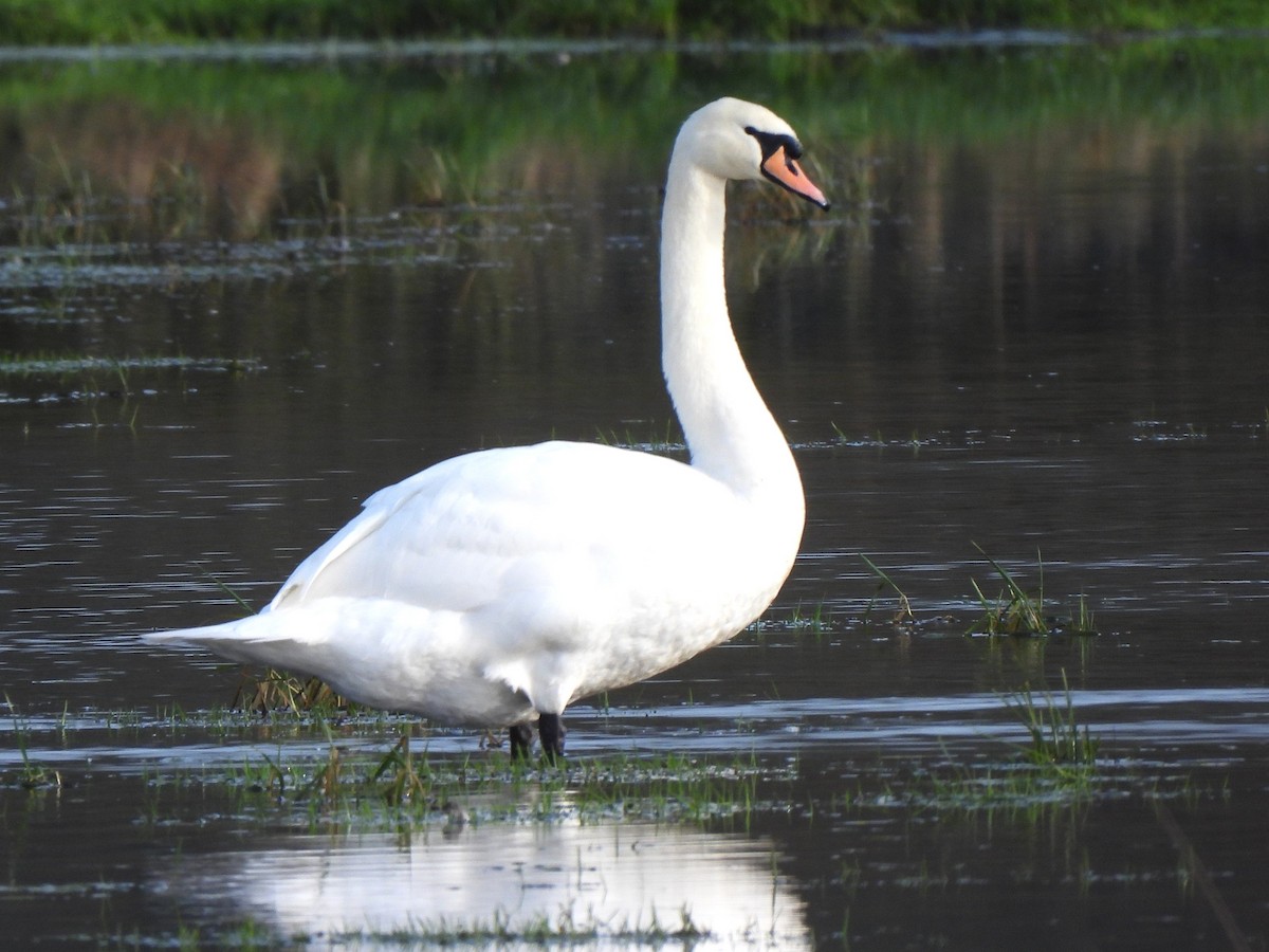 Mute Swan - ML645103806