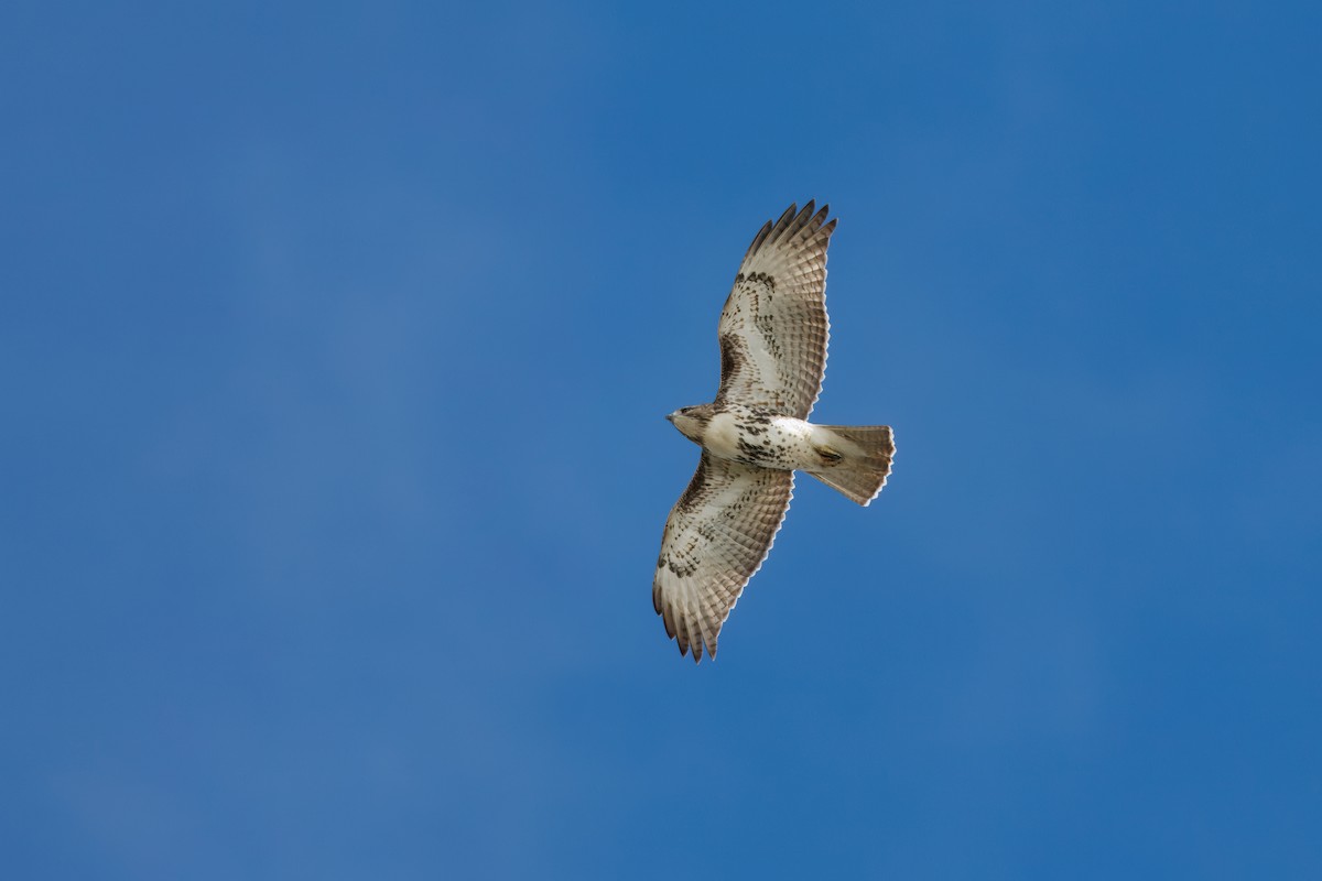 Poiana codarossa - ML645103807