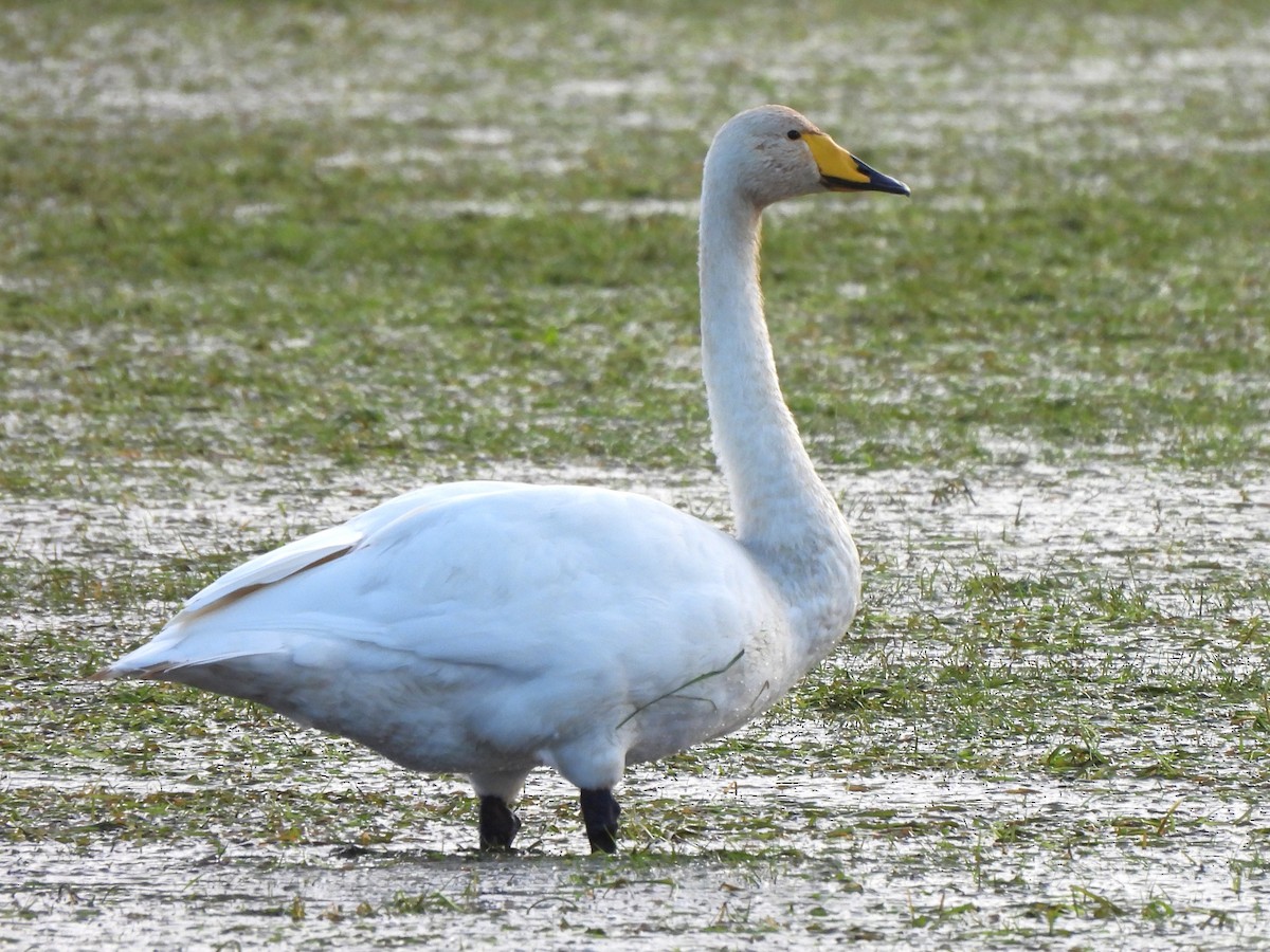 Whooper Swan - ML645103809