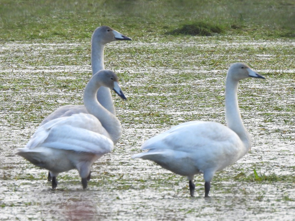 Whooper Swan - ML645103811