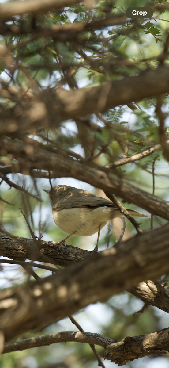 Common Chiffchaff - ML645103812