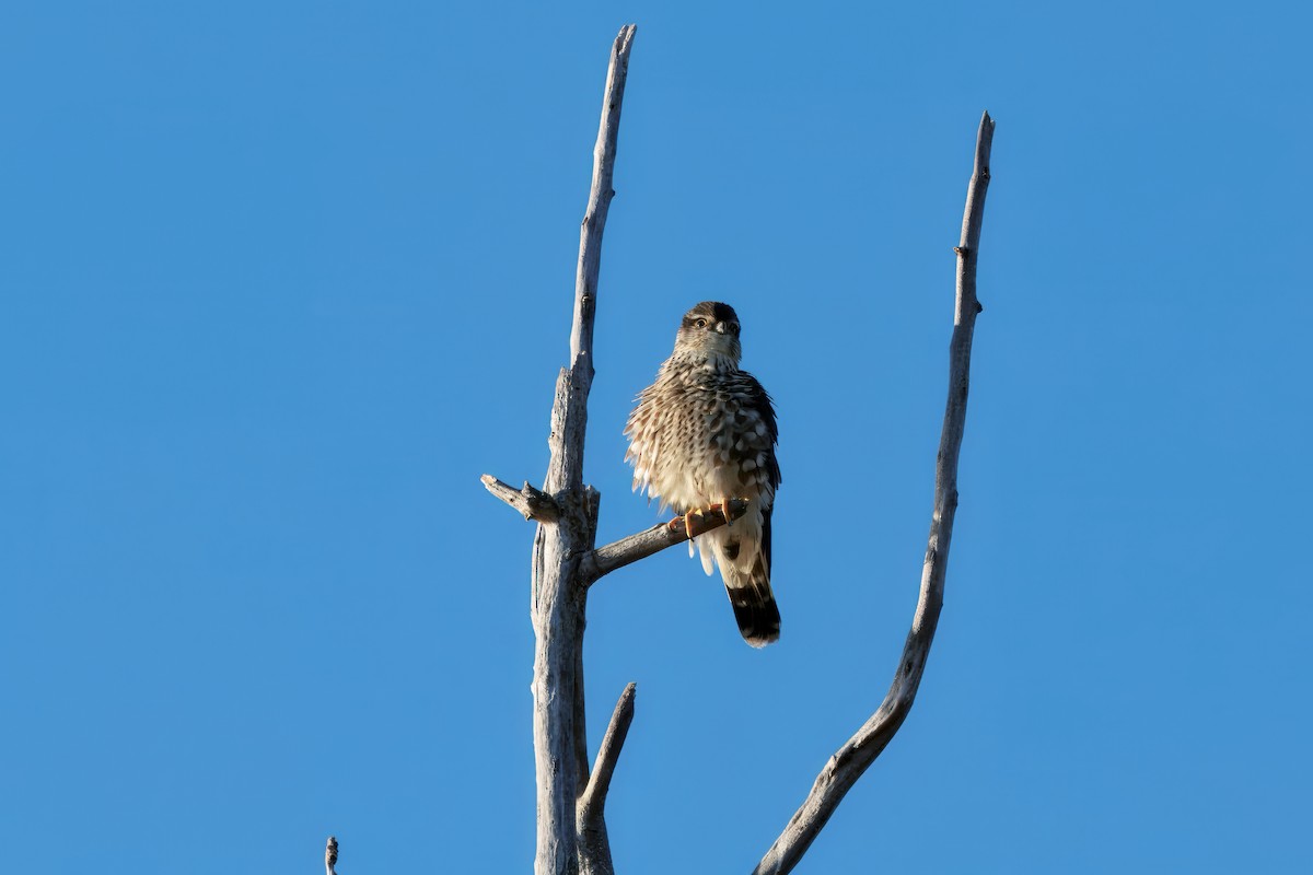 Smeriglio - ML645103815