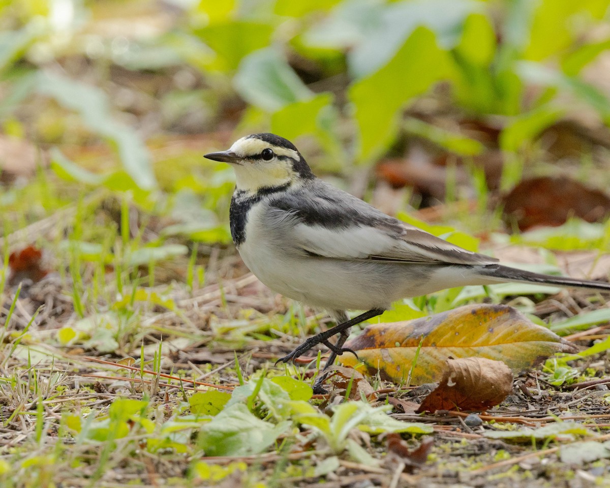 White Wagtail - ML645103816