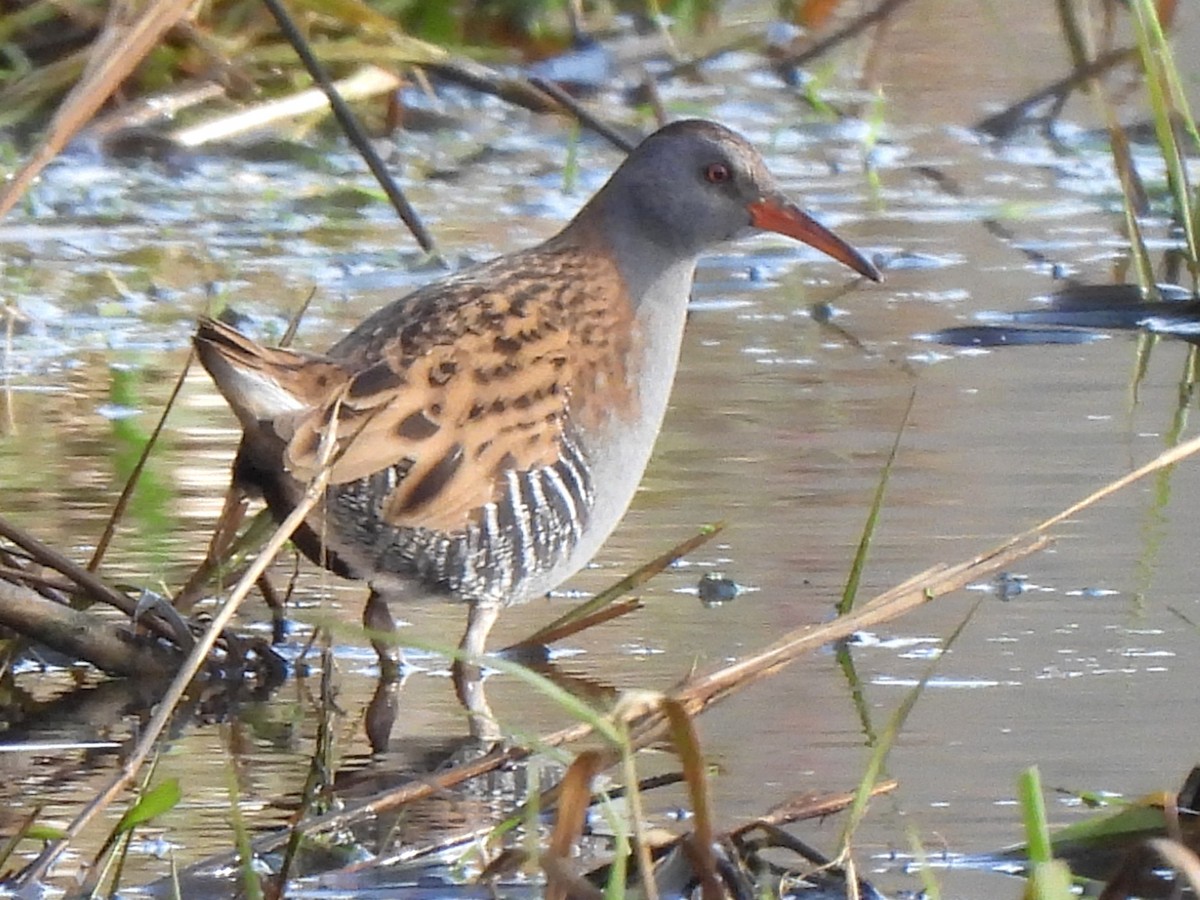Water Rail - ML645103817