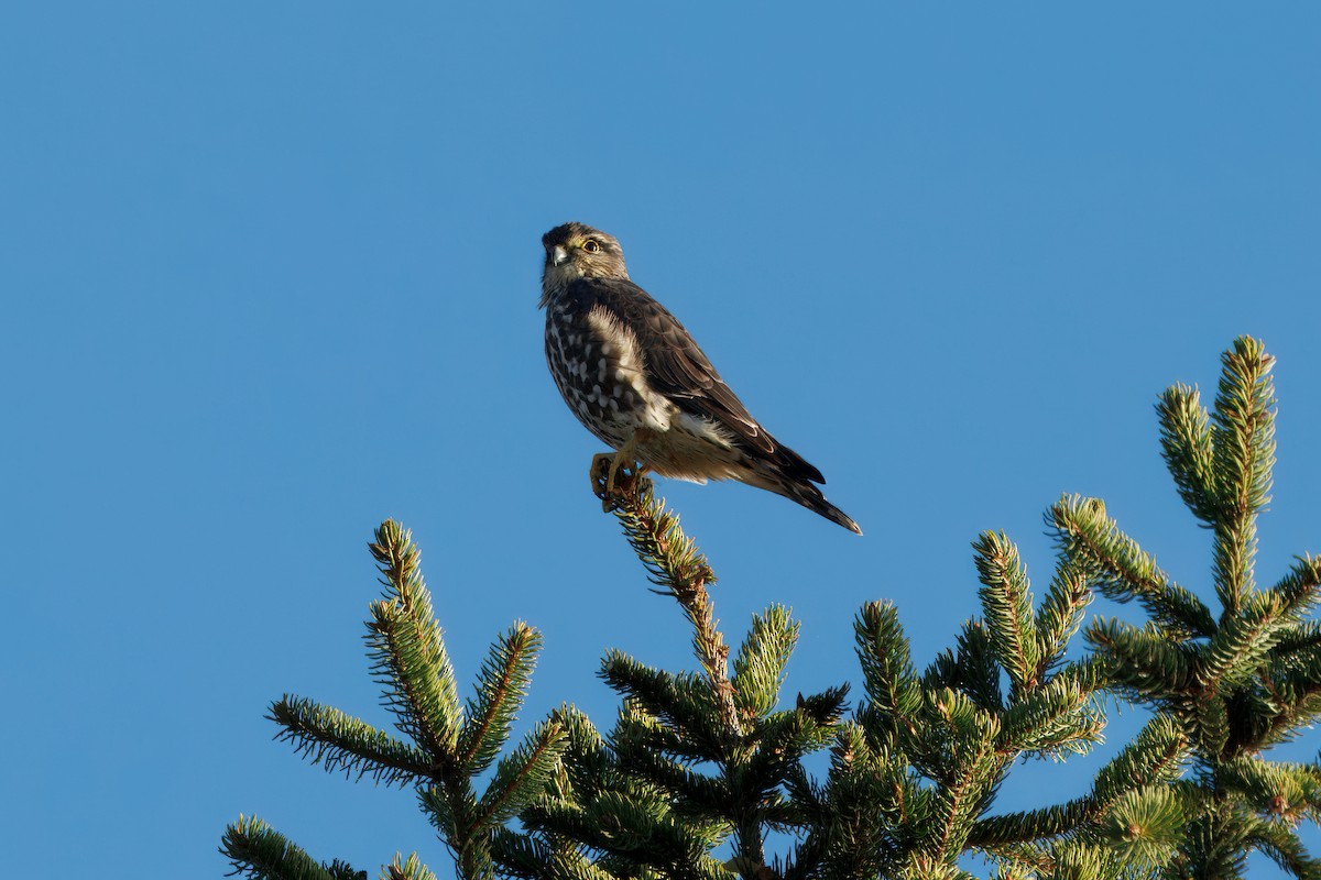 Smeriglio - ML645103819