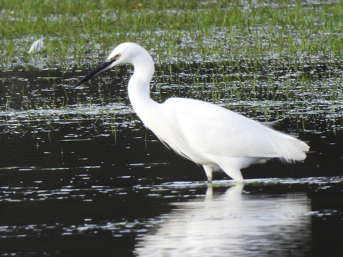 Little Egret (Western) - ML645103828