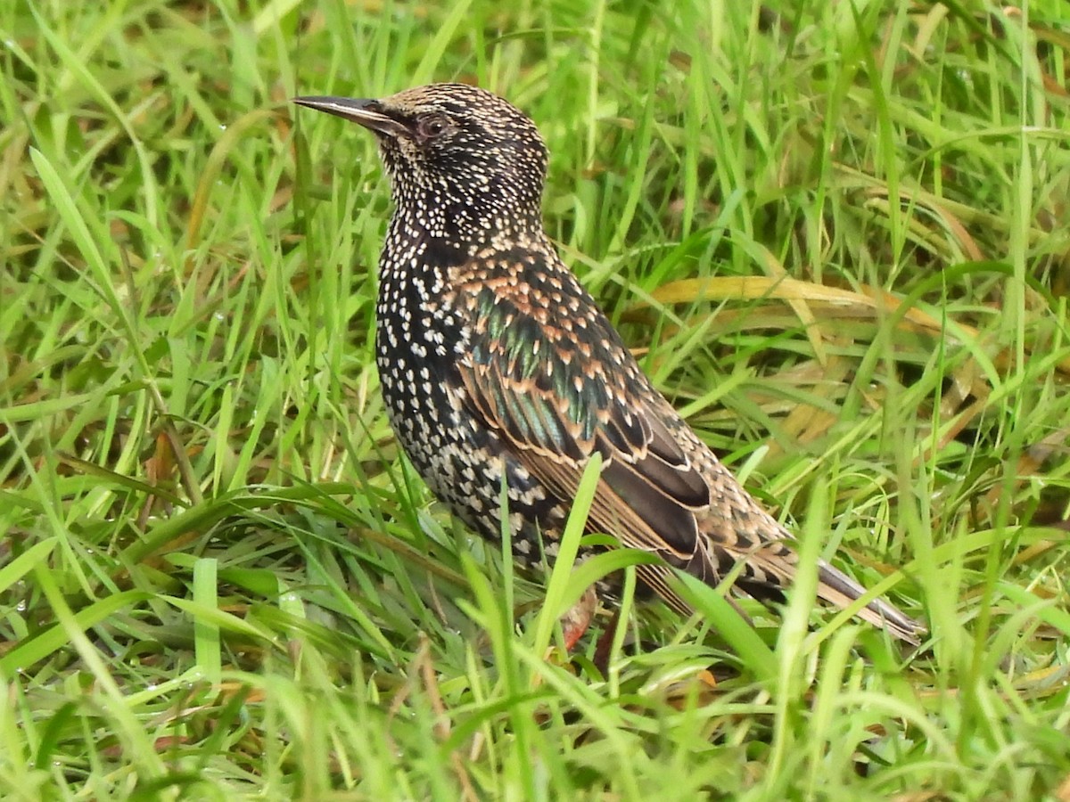 Шпак звичайний - ML645103836