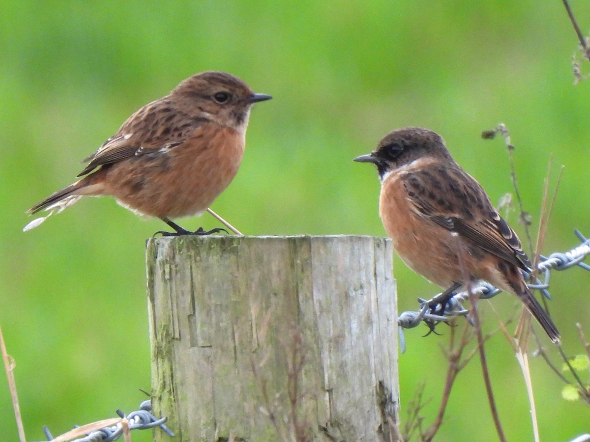 European Stonechat - ML645103841