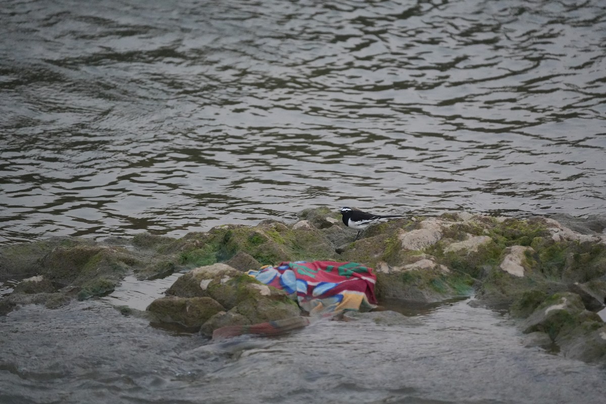 Bergeronnette indienne - ML645103844